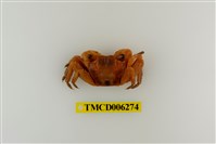 藏品(斑點擬相手蟹)的圖片